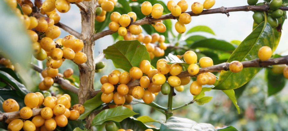 Hệ thống nông trại
